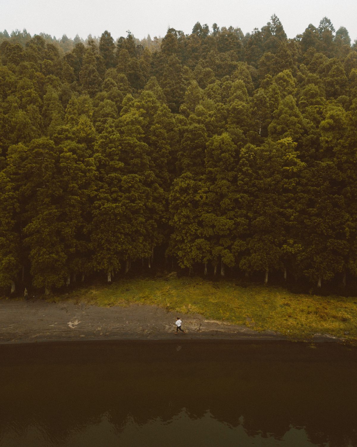 Panoramic view of a dense Japanese cedar forest in the Azores with a lone figure walking along the lakeshore.