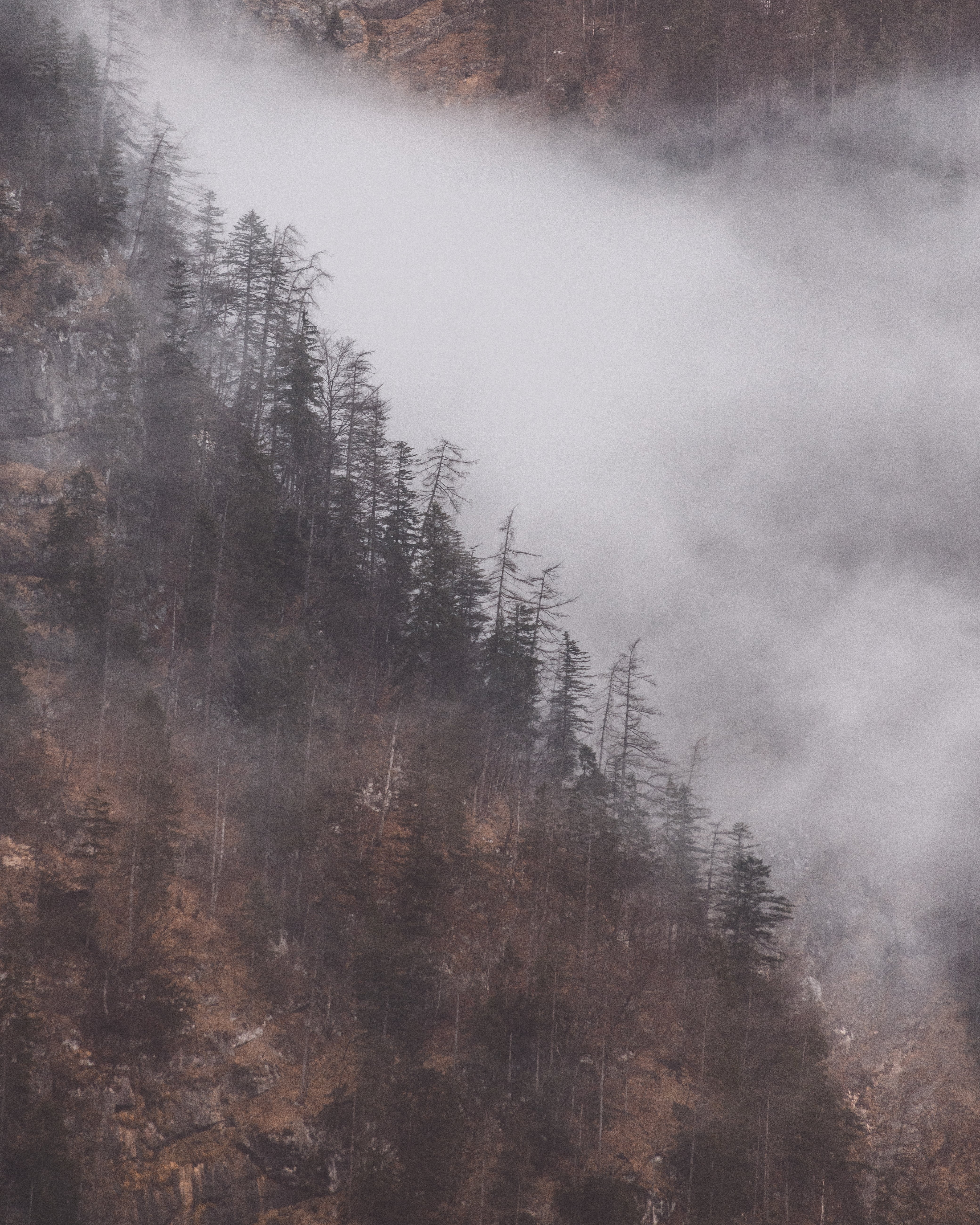 Steep mountain slope with dense pine trees, partially covered by a thick white mist descending over the forest.