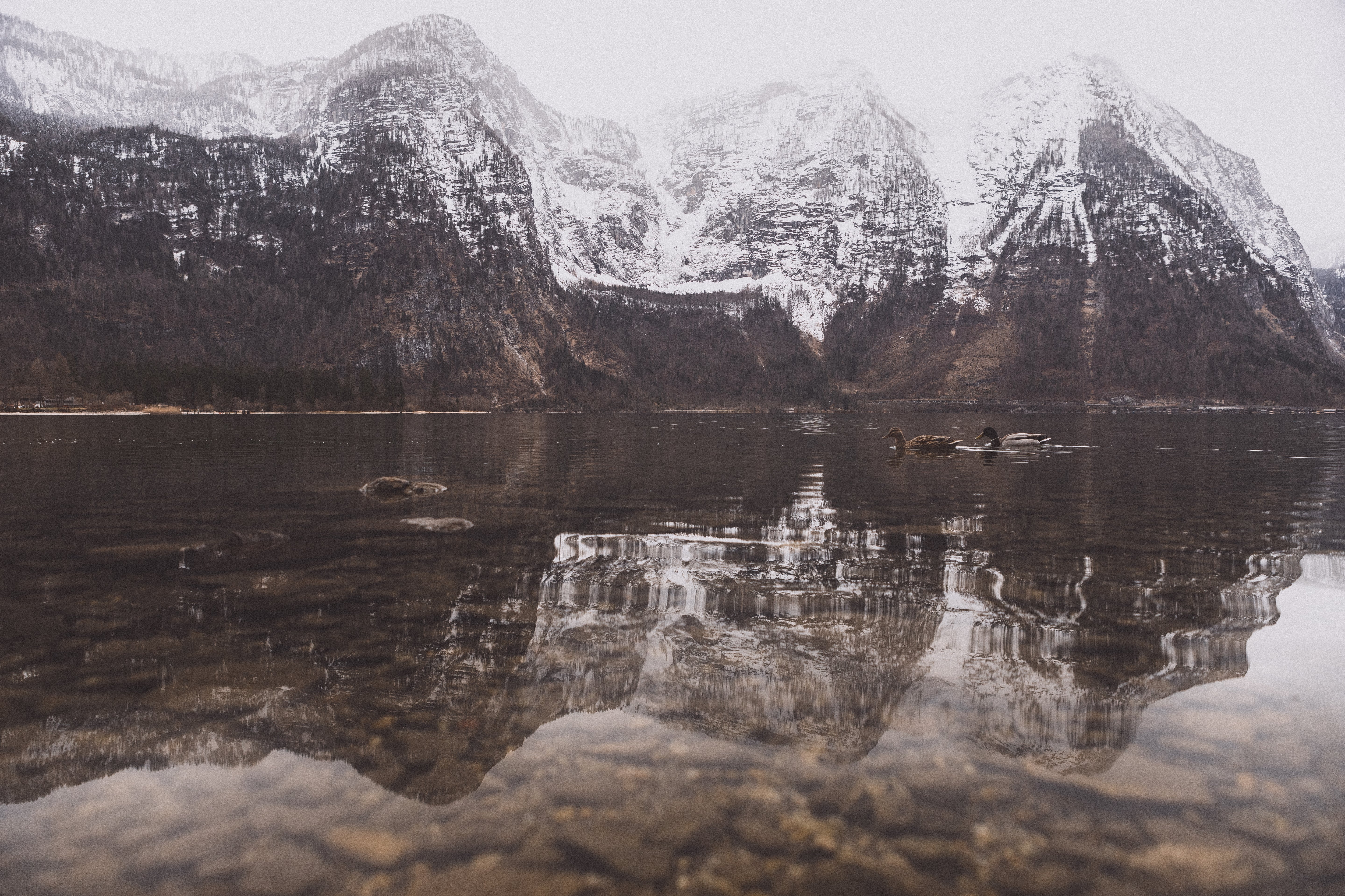 Snowy mountains landscape reflected in the calm waters of a lake in Hallstatt, Austria, with ducks swimming in the distance.