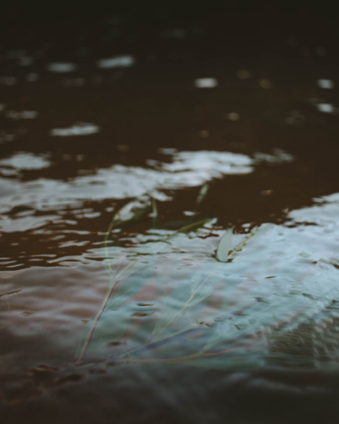 Water reflections and greenery on the banks of Rio da Mula, featuring natural and organic tones.