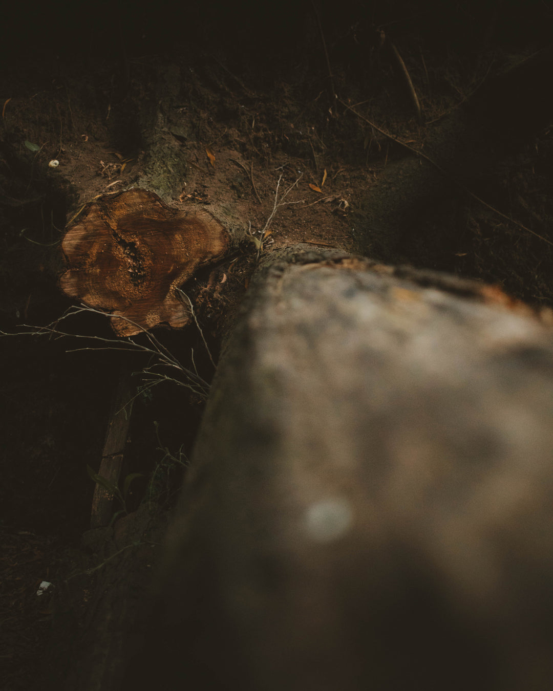 Detailed texture of a cut tree log in a natural forest setting.