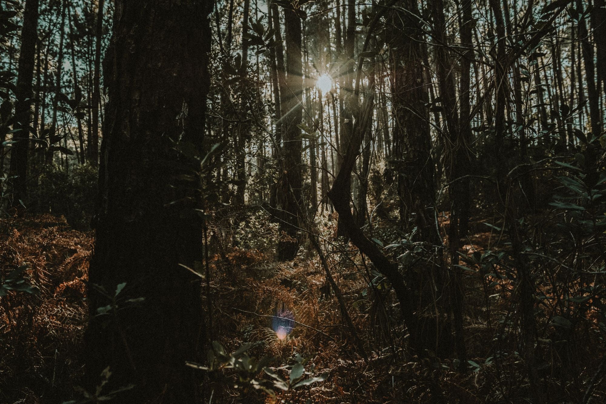 Dense forest landscape with sunbeams filtering through the trees, featured on the Lobo Apparel website.